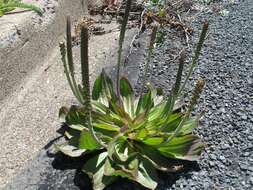 Image of tall coastal plantain