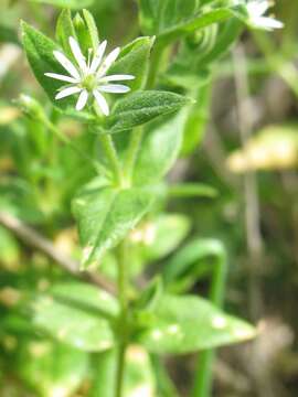 Image of beach starwort