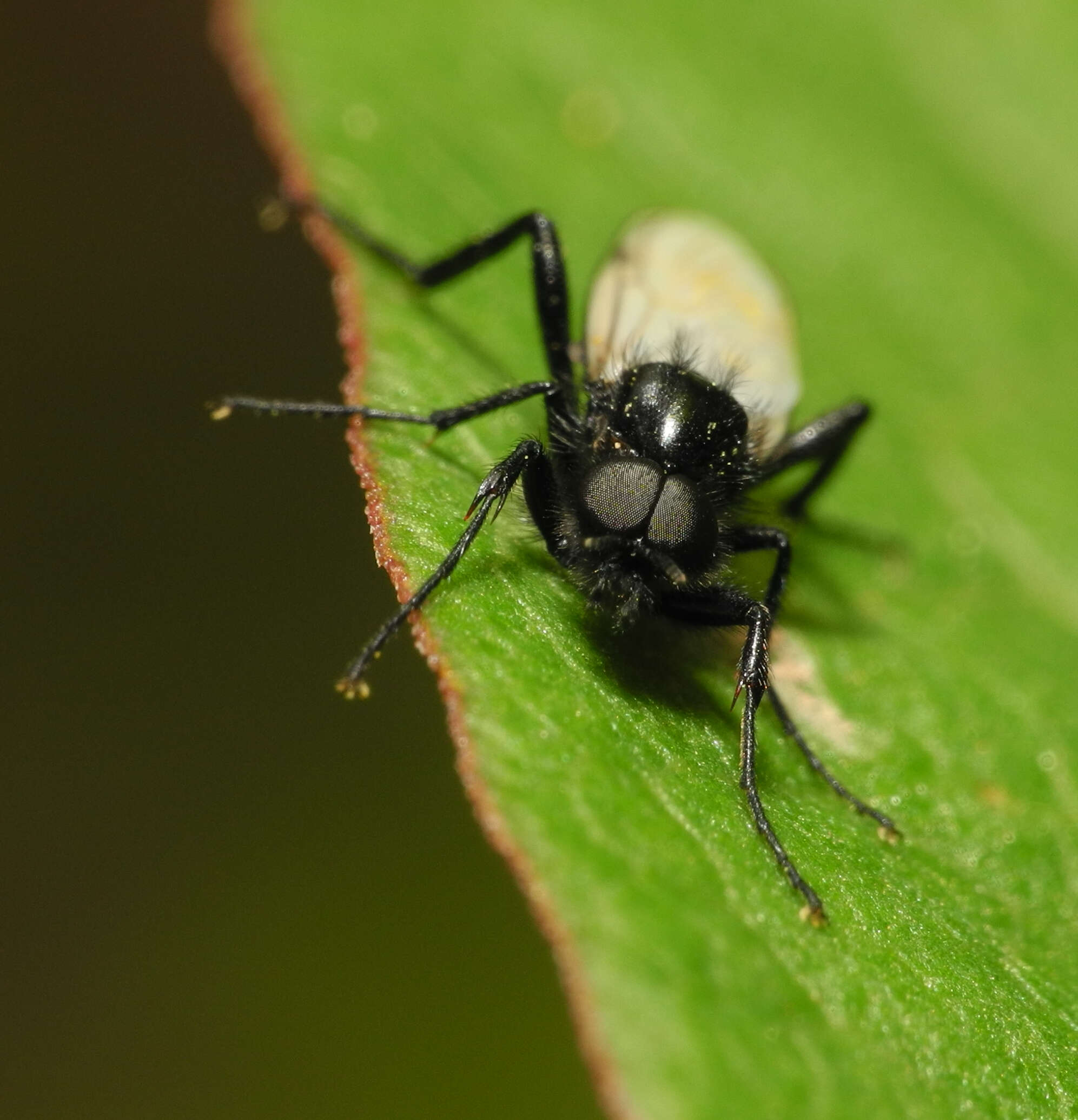 Imagem de Bibio leucopterus