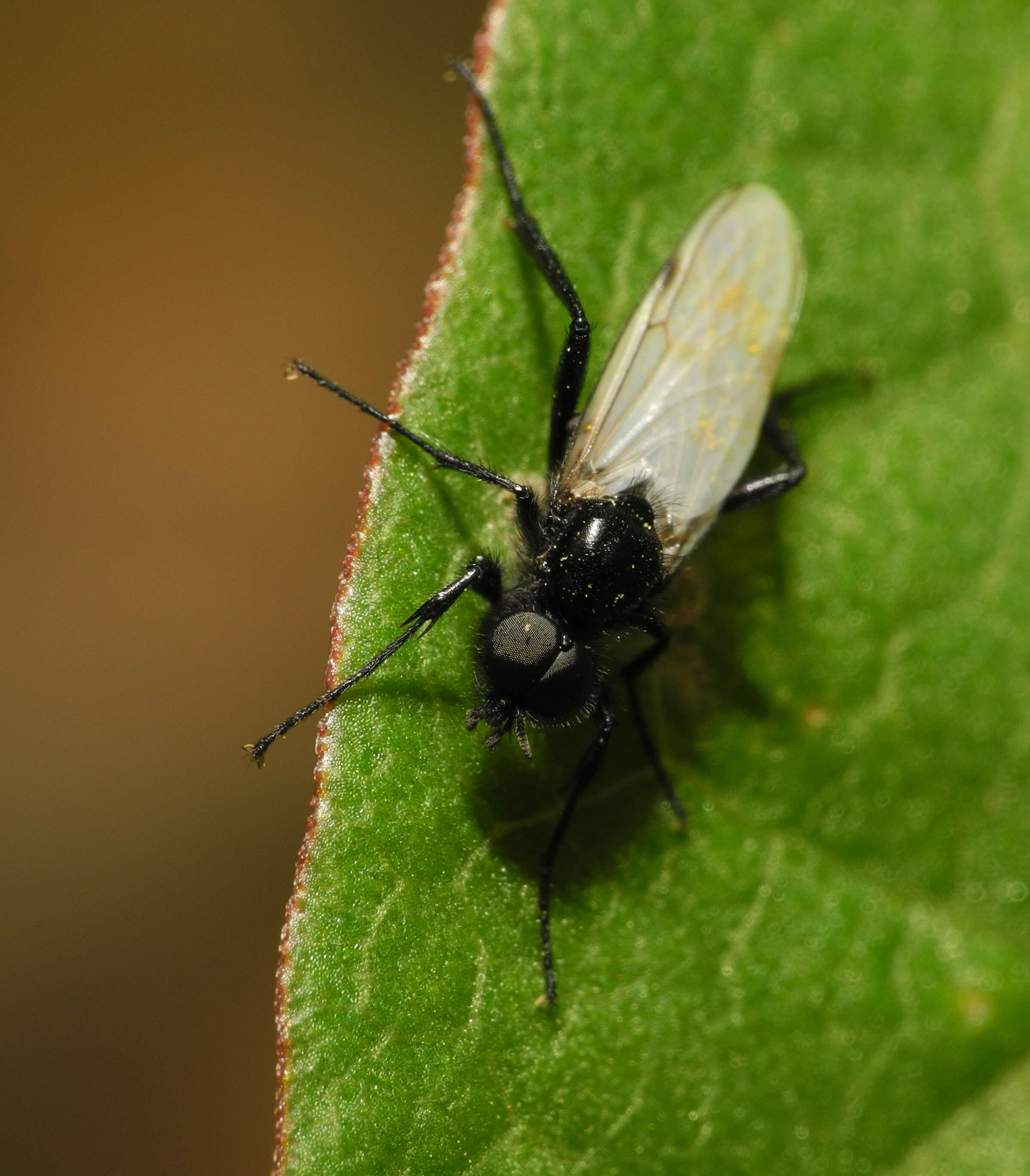 Image of Bibio leucopterus