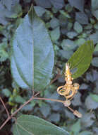 Image of Grewia umbellifera Bedd.