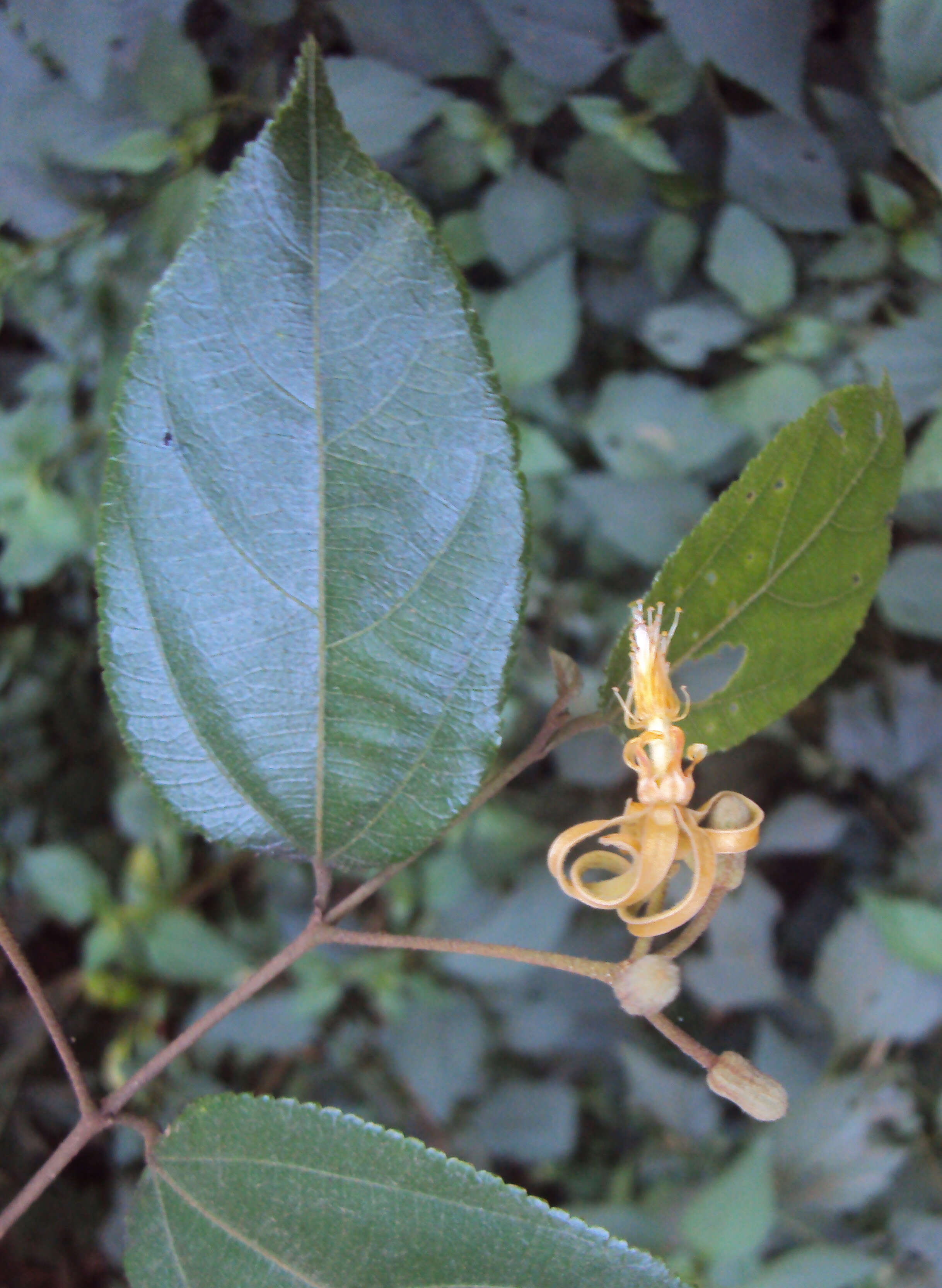 Image of Grewia umbellifera Bedd.