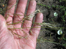 Image of foothill needlegrass