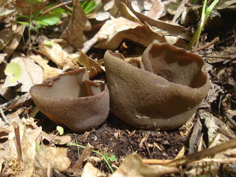 Image of Common Brown Cup