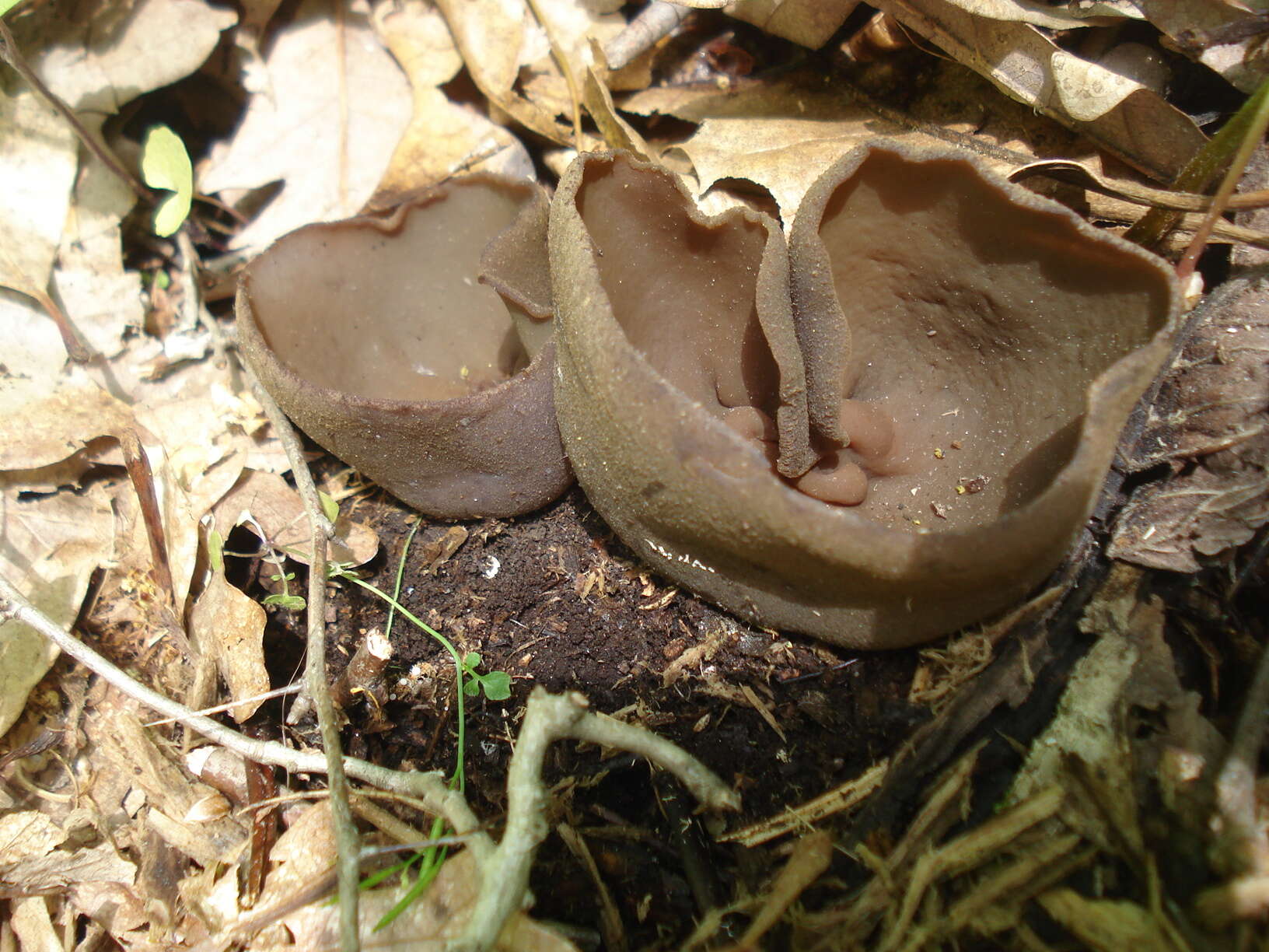 Image of Peziza phyllogena Cooke 1877