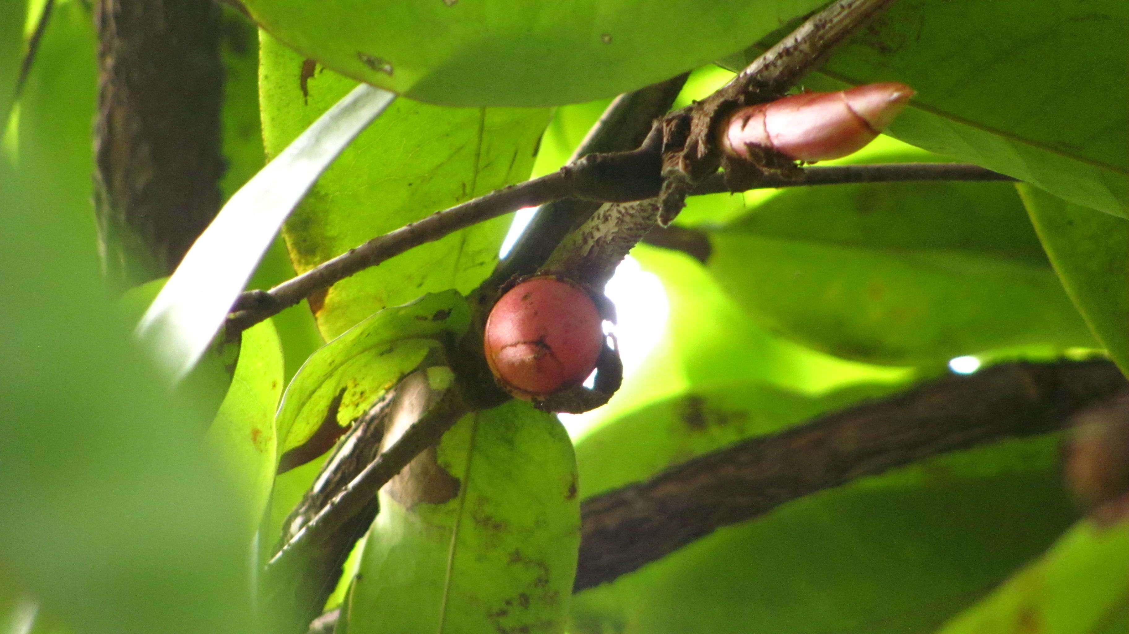 Image de Brownea grandiceps Jacq.