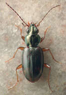 Imagem de Bembidion (Eupetedromus) graciliforme Hayward 1897