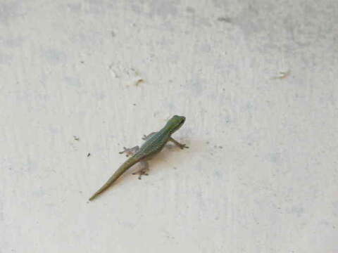 Image of Cameroon Dwarf Gecko