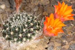 Image of Rebutia pulvinosa F. Ritter & Buining