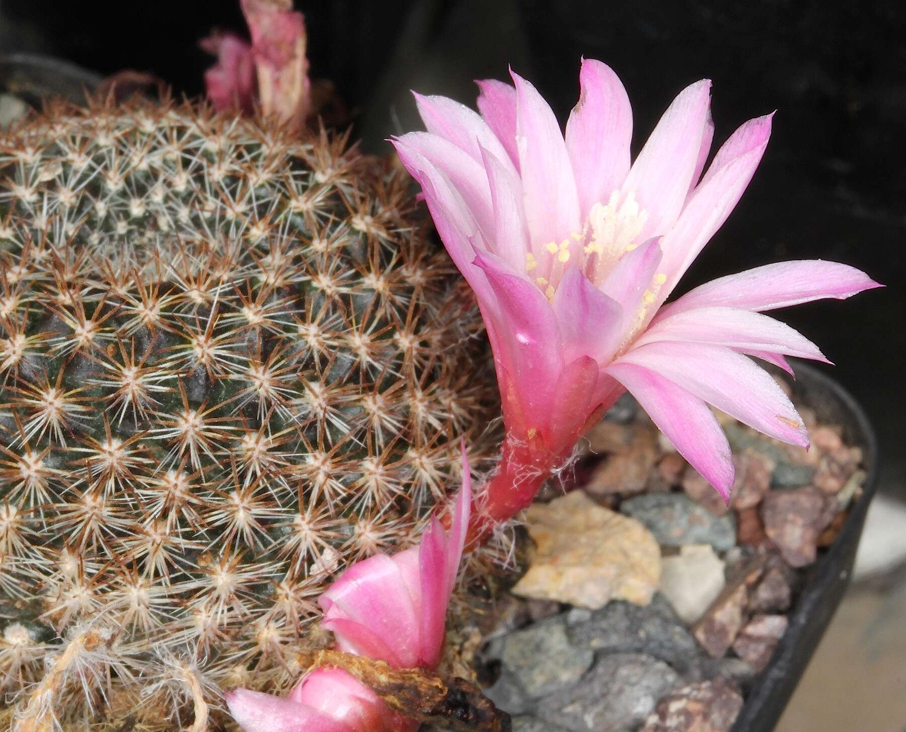 Imagem de Rebutia pulvinosa F. Ritter & Buining