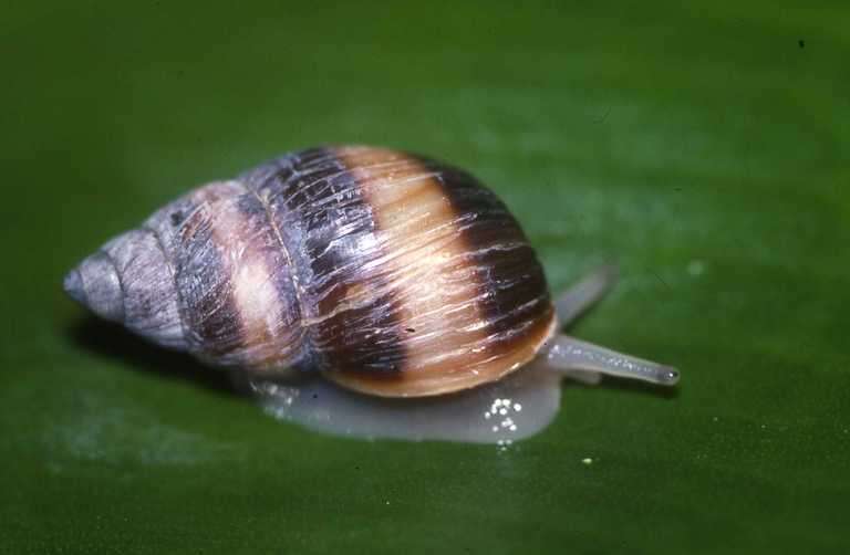 Image of Moorean Viviparous Tree Snail