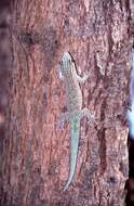 Image of Thicktail Day Gecko