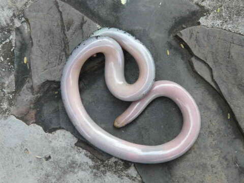 Image of Peter's Giant Blind Snake