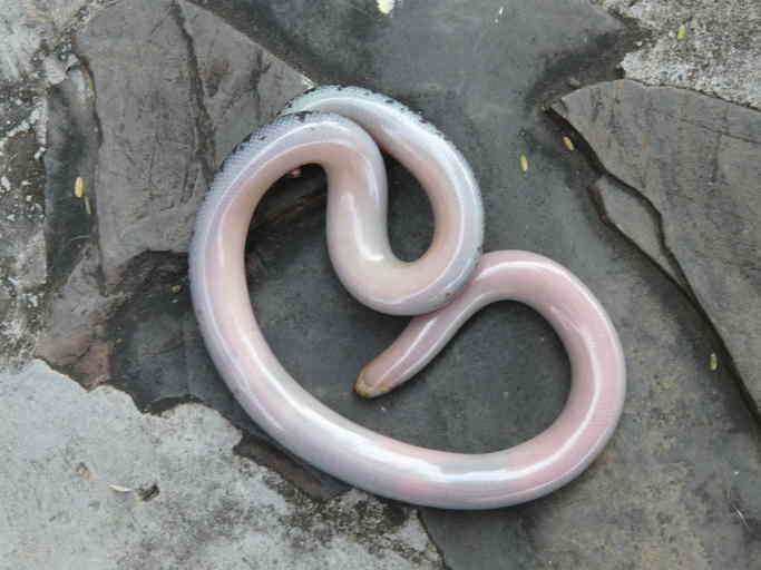 Image of Peter's Giant Blind Snake