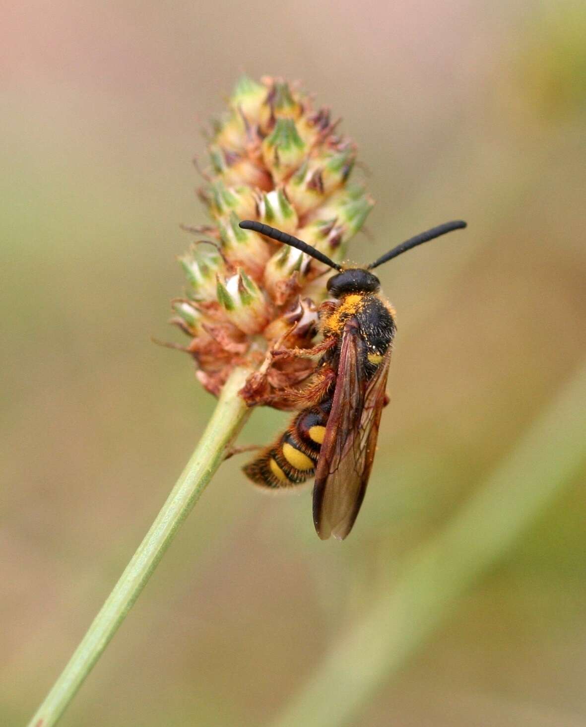 Sivun Scolia nobilitata (Fabricius 1805) kuva