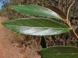 Слика од Ocotea aciphylla (Nees) Mez