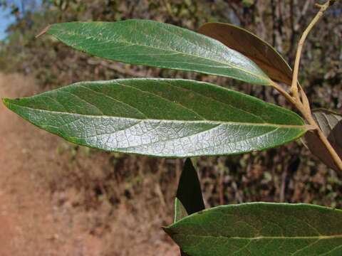 Image of Ocotea aciphylla (Nees) Mez