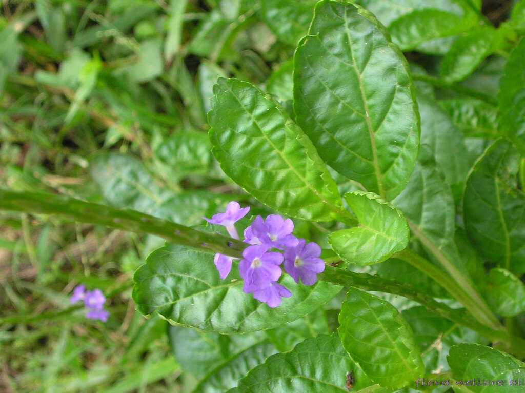 Image of light-blue snakeweed