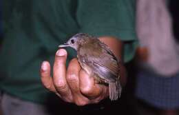 Image of Horsfield's Babbler