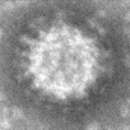 Image of Banna virus