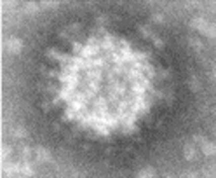 Image of Banna virus