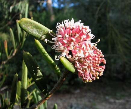 Image of Hakea clavata Labill.