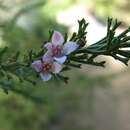 Image of Boronia anemonifolia A. Cunn.