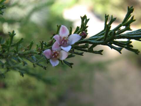 Image de Boronia anemonifolia A. Cunn.