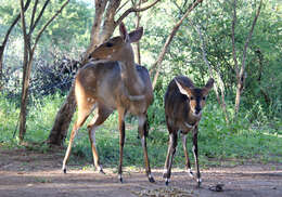 Image of Bushbuck