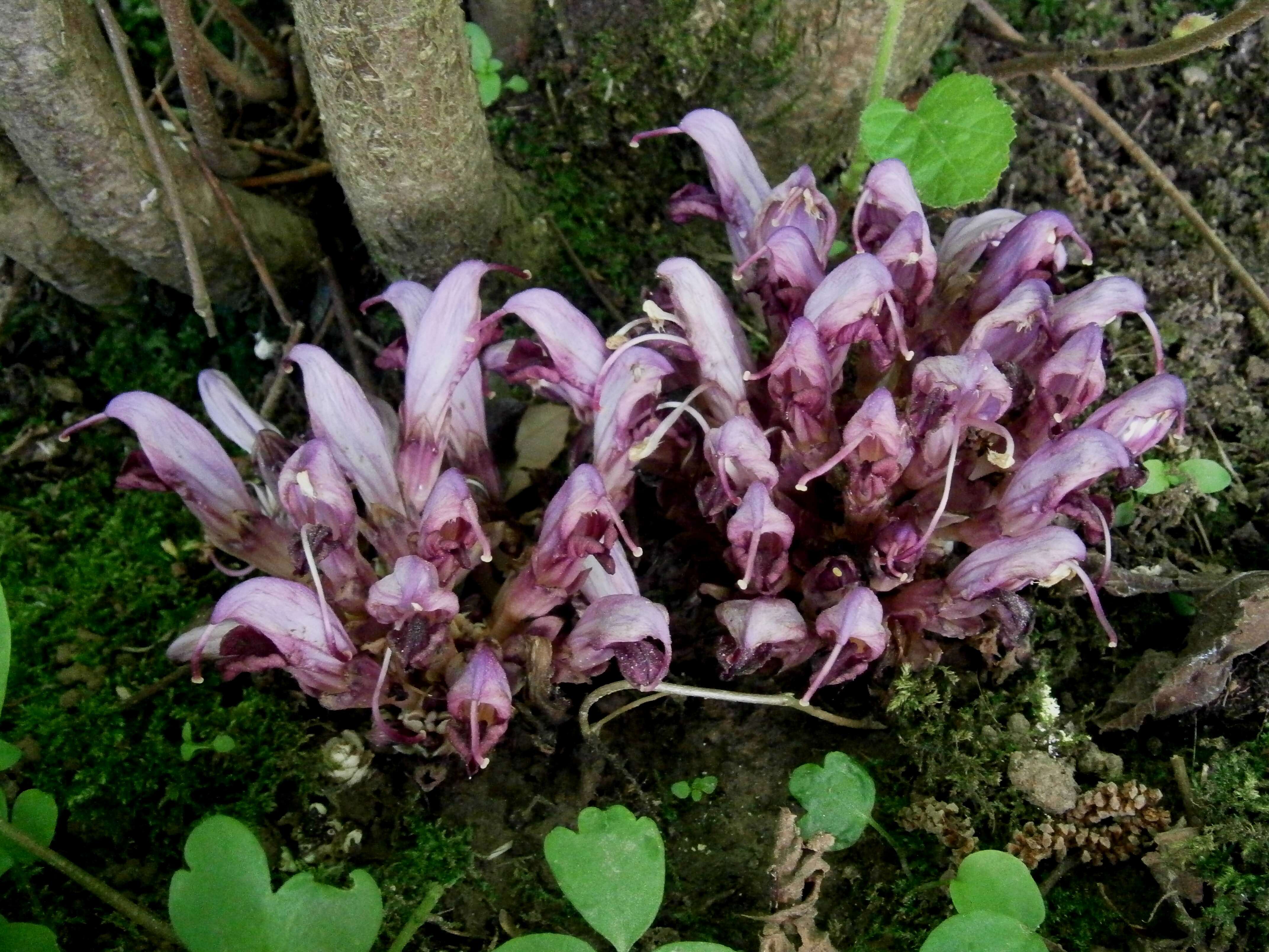 Image of Lathraea clandestina L.