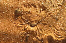 Image of Hexophthalma