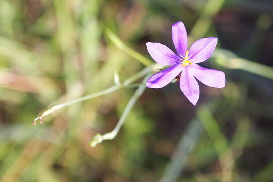 Image of pleatleaf