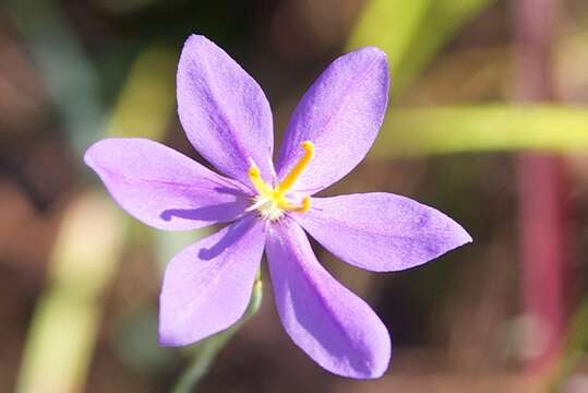 Imagem de Nemastylis floridana Small