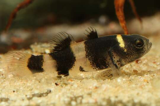 Image of Bumblebee Goby