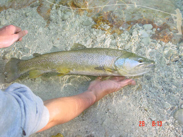 Image of Marbled trout