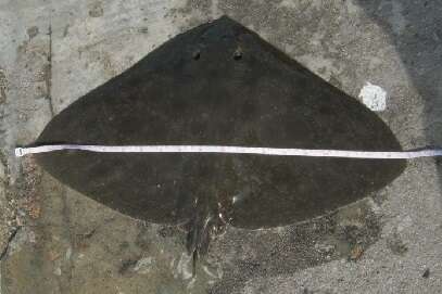 Image of California Butterfly Ray