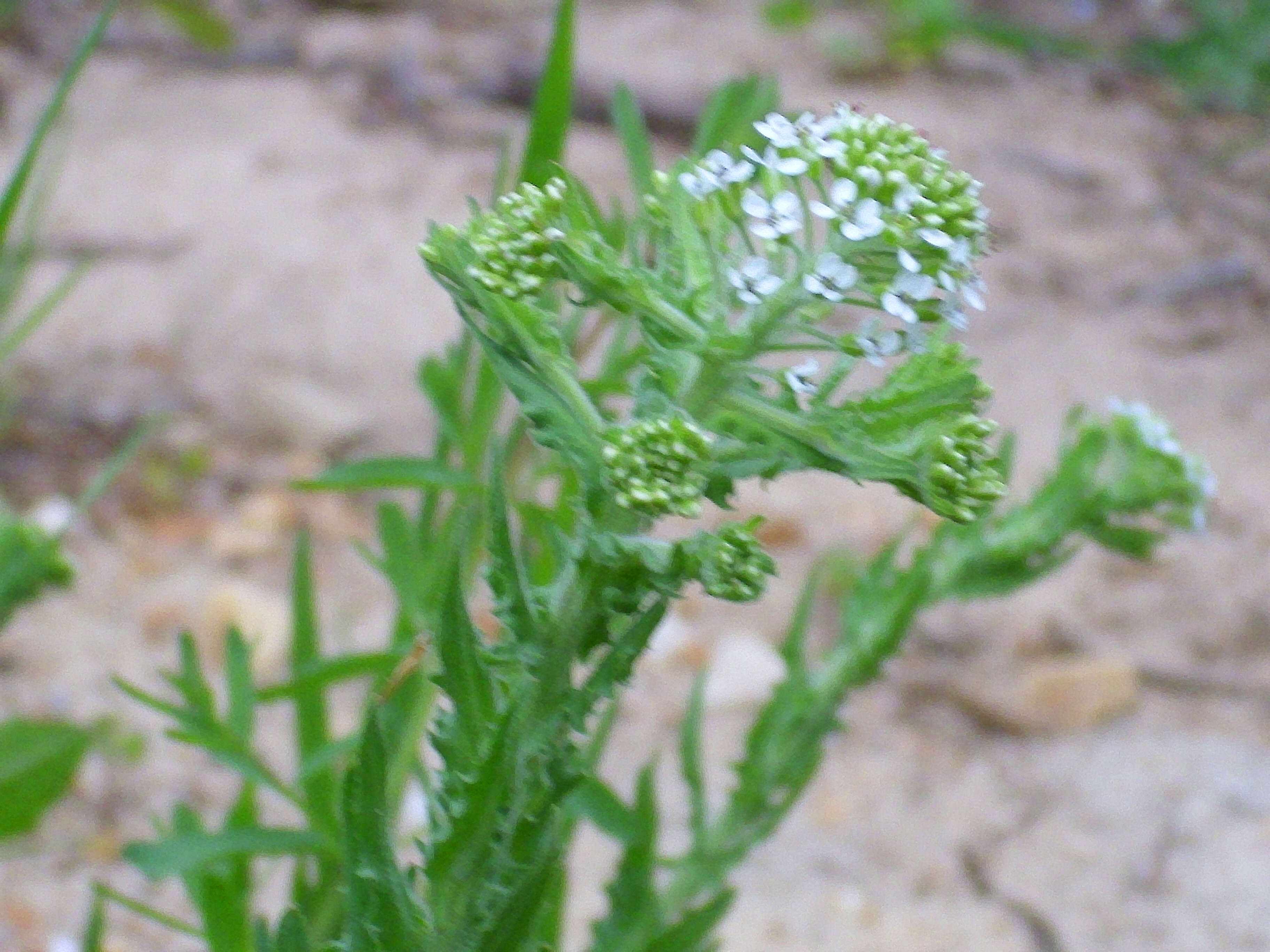 Image of Smith's Pepperwort