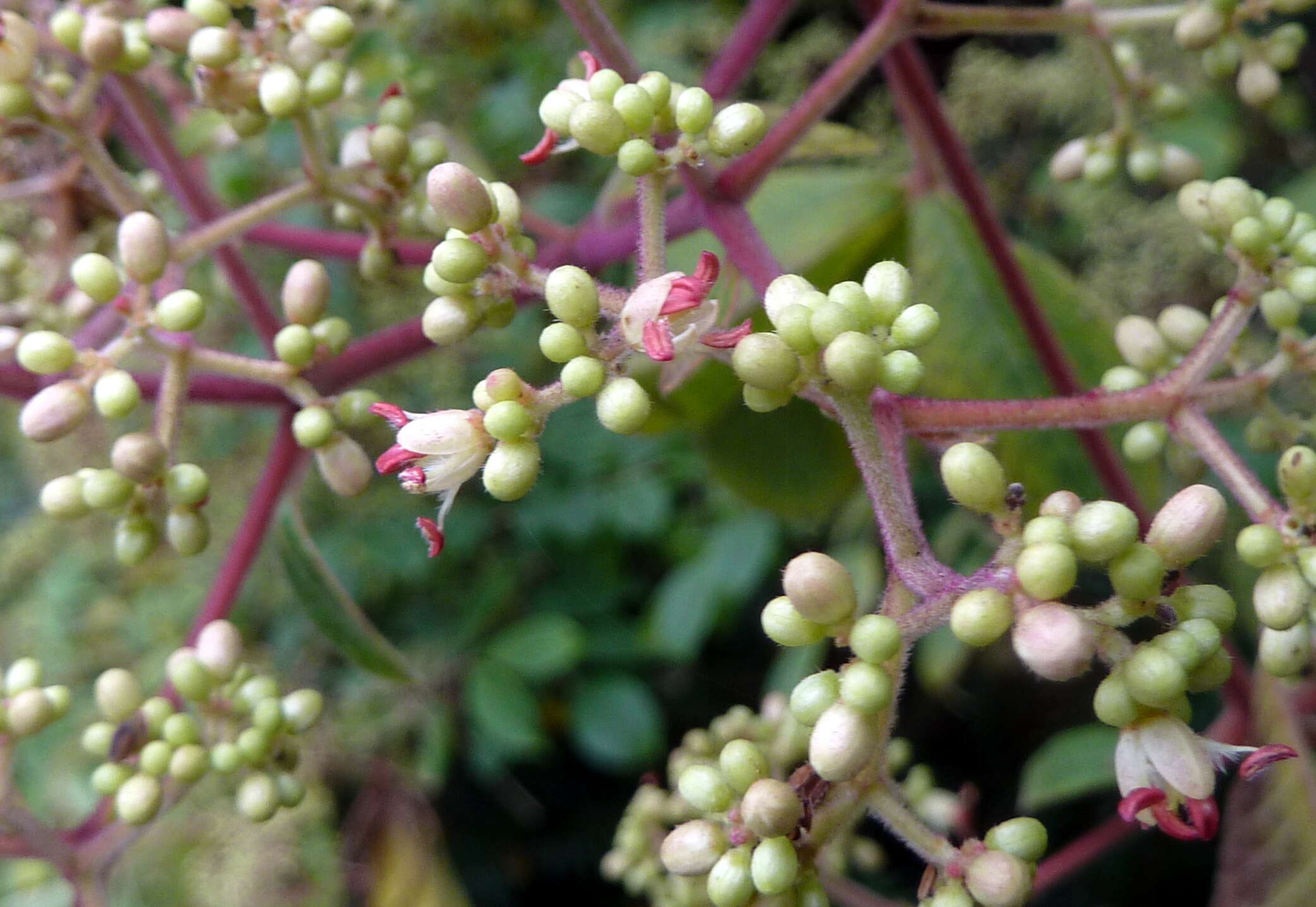 Image of Tetradium glabrifolium (Champ. ex Benth.) T. G. Hartley