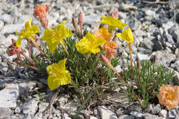 Image de Calylophus lavandulifolius