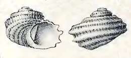 Imagem de Vaceuchelus delpretei (Caramagna 1888)