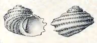 Image of Vaceuchelus delpretei (Caramagna 1888)