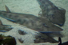 Image of Guitarfish