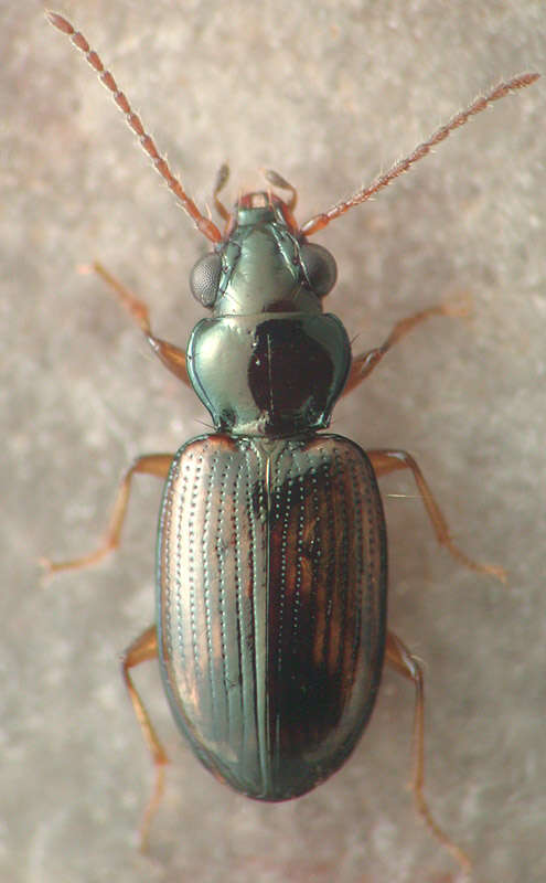 Bembidion (Furcacampa) impotens Casey 1918的圖片