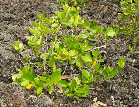 Image of Griselinia lucida (J. R. Forst. & G. Forst.) G. Forst.