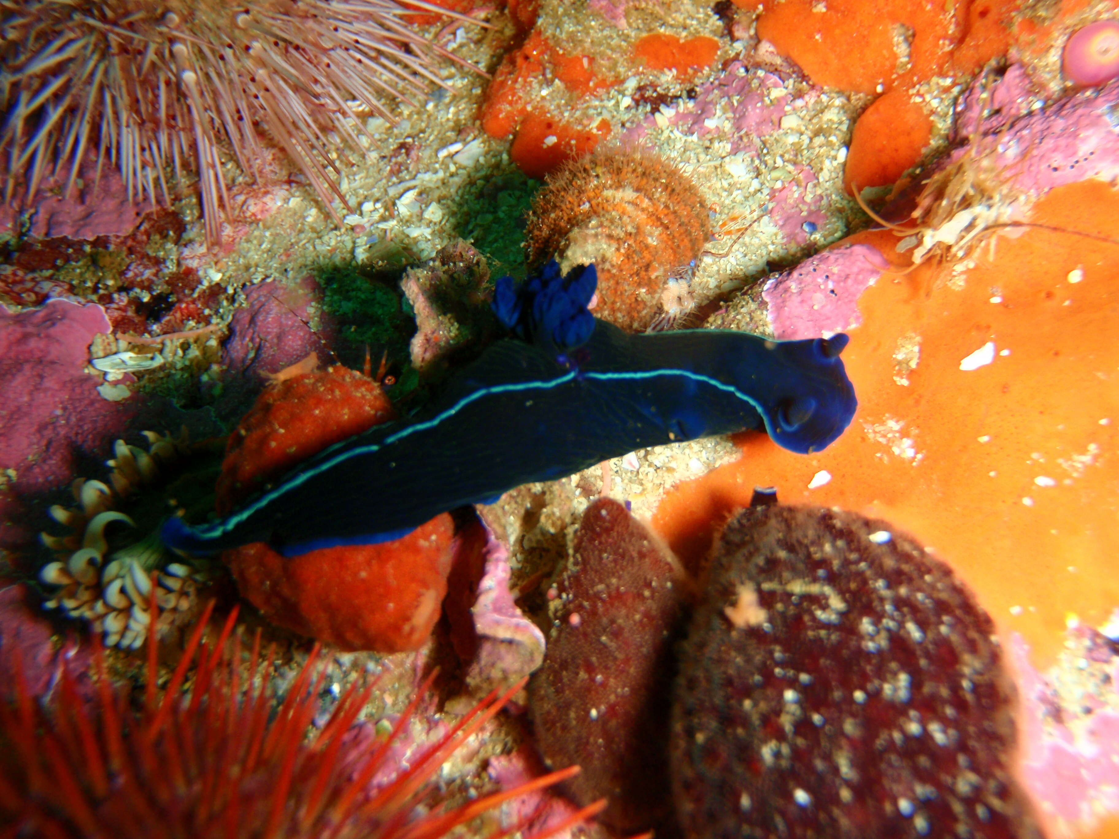 Image of Black nudibranch