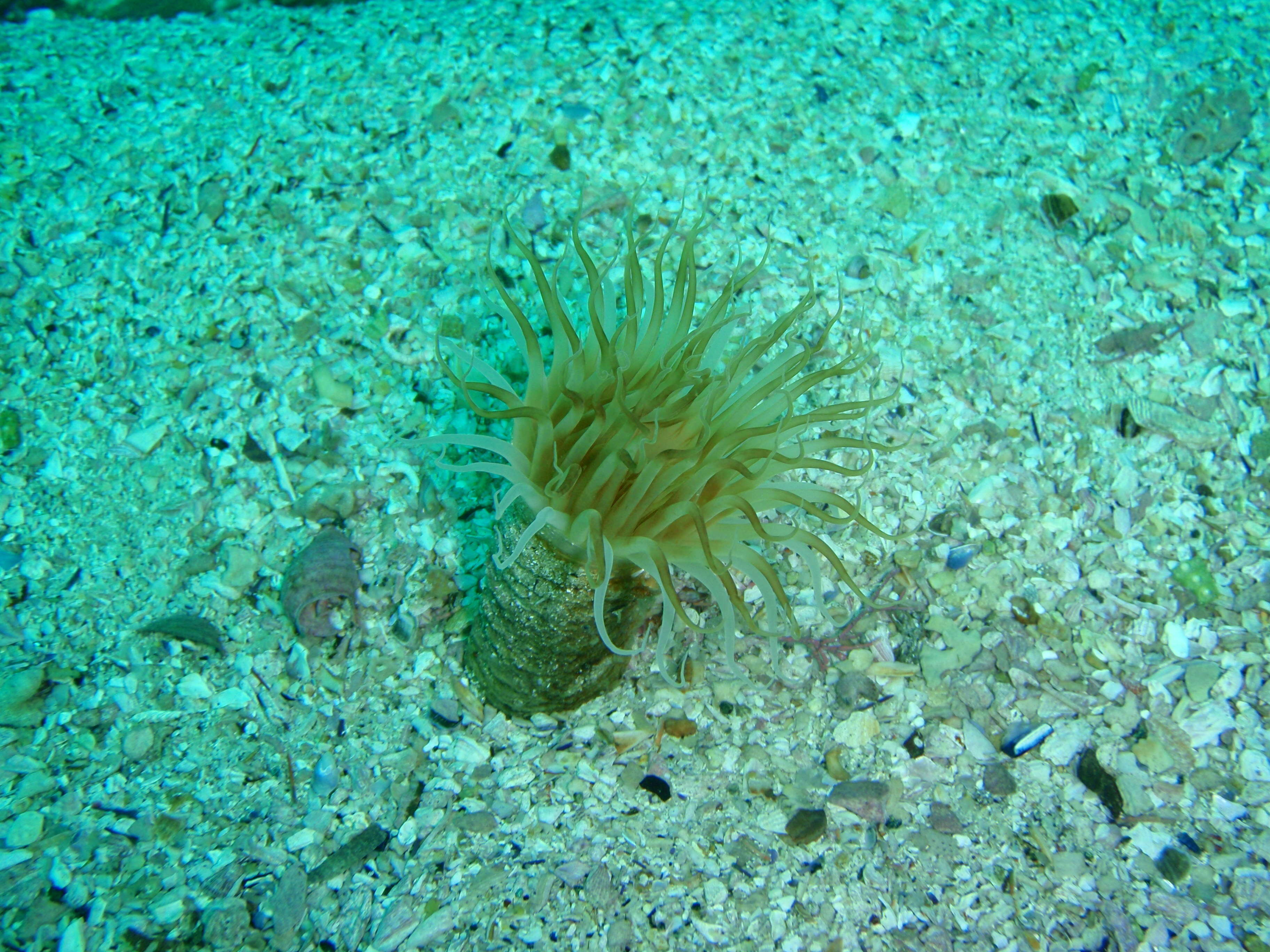 Image of Burrowing anemone