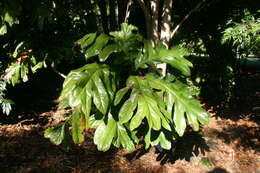 Image of Athertonia diversifolia (C. T. White) L. A. S. Johnson & B. G. Briggs