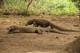 Image of Komodo Dragon