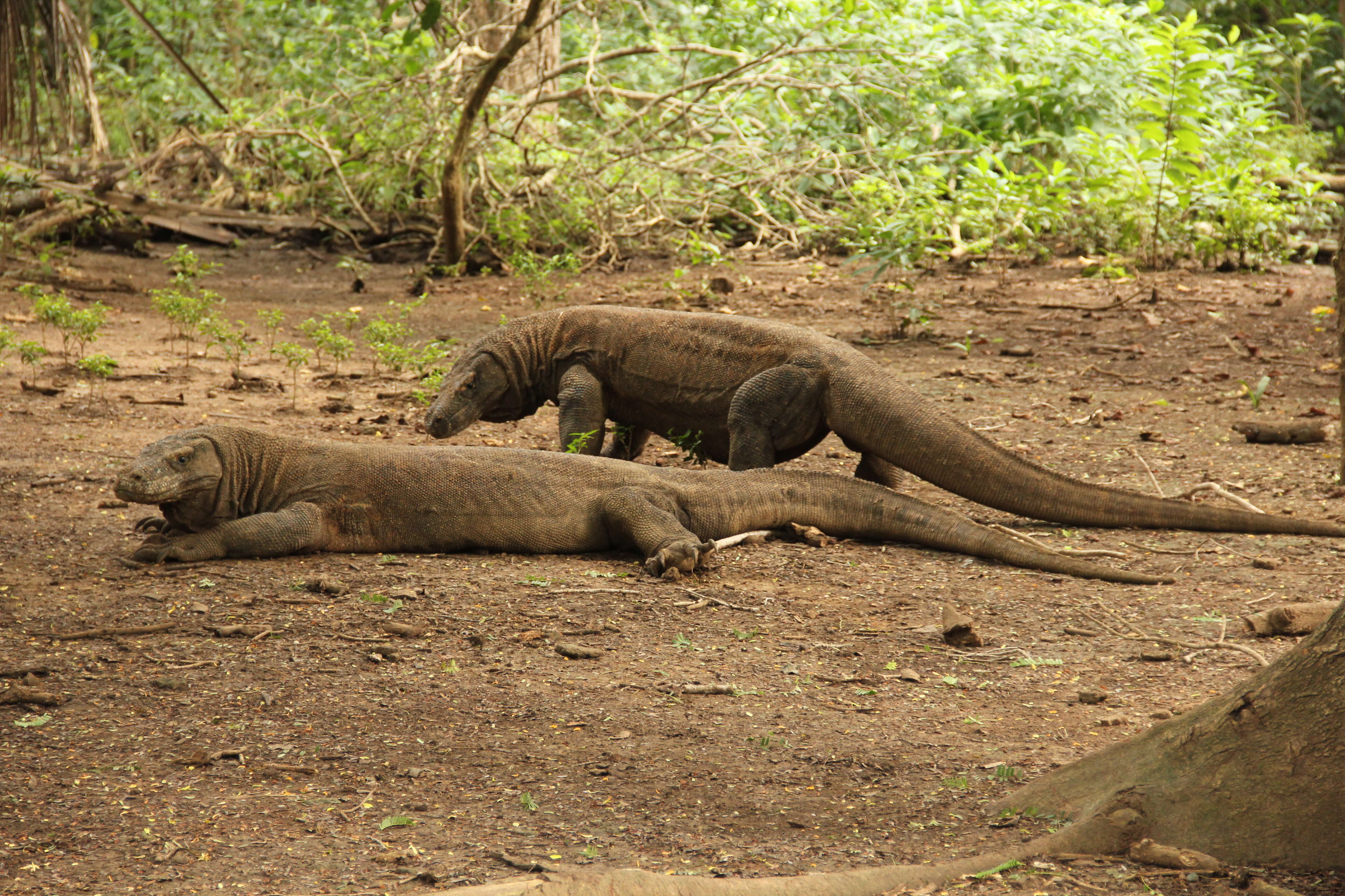 Image of Komodo Dragon