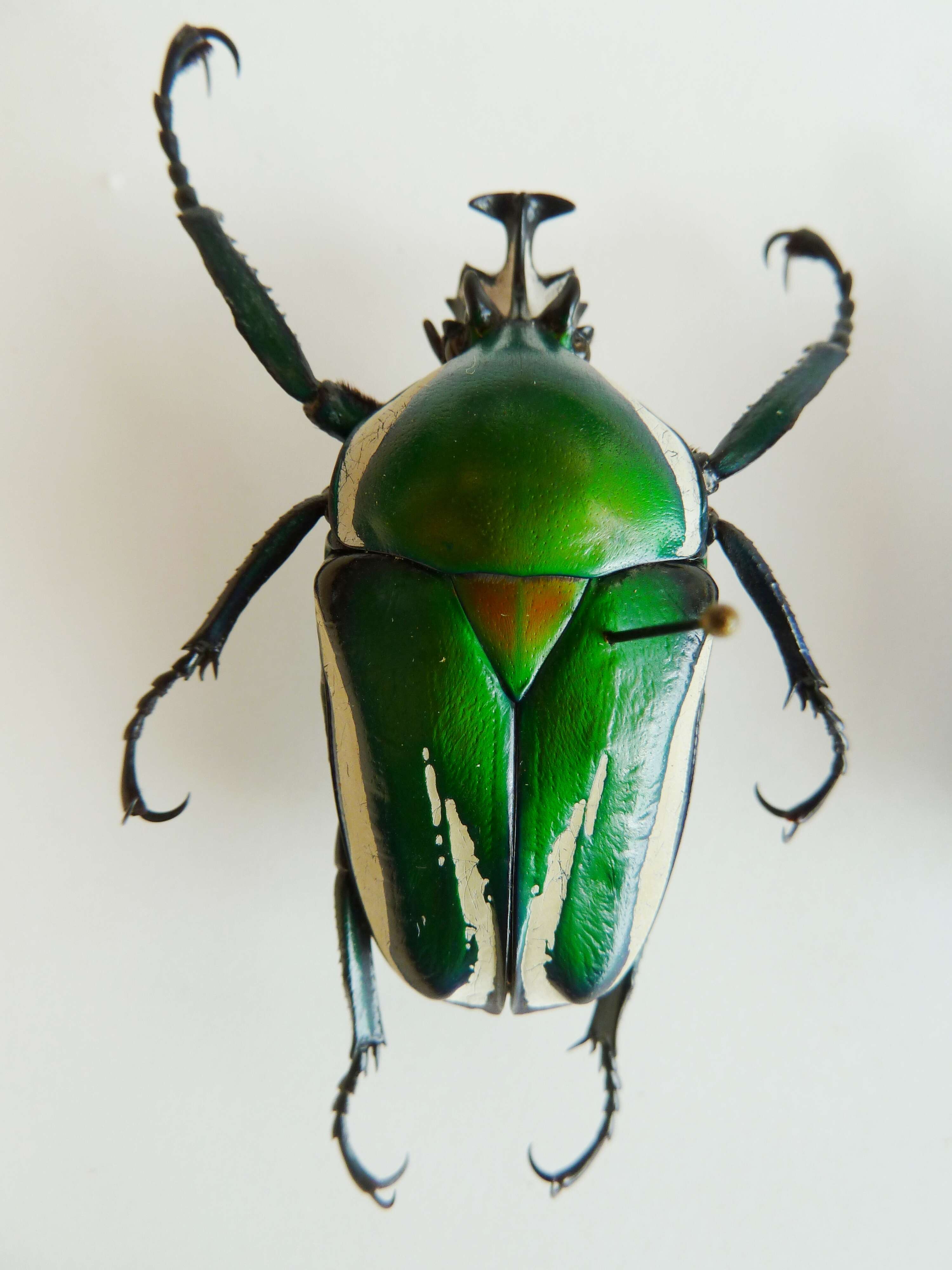 Image of Dicronorhina derbyana